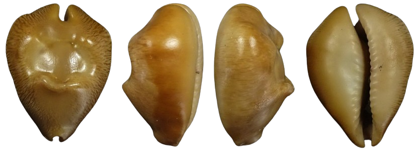 C.barycypraea quadrinodosa
