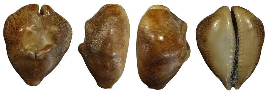 C.barycypraea quadrinodosa