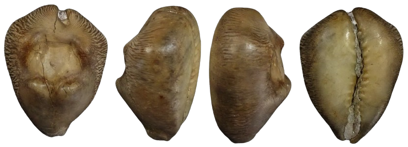 C.barycypraea quadrinodosa