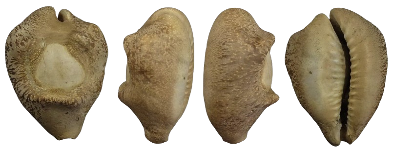 C.barycypraea suryai
