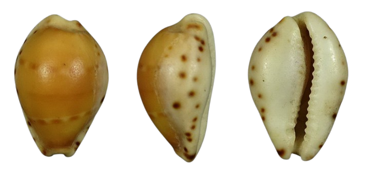 C.androyensis consanguinea ' nice dead '