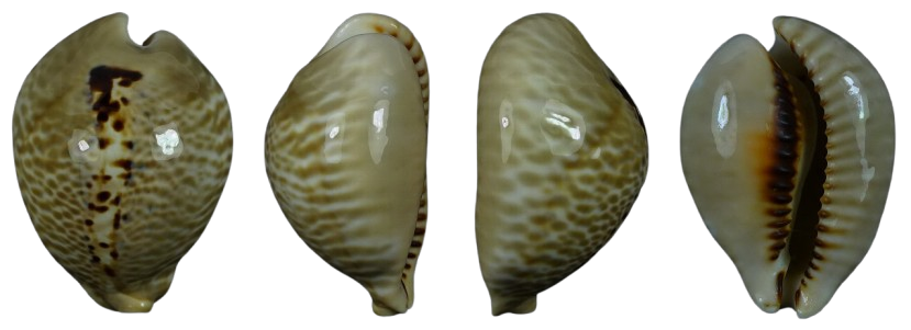 C.mus bicornis f.donmorei ' fantastic '