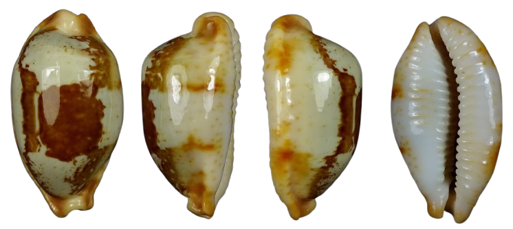 C.stolida stolida ' superb very big '