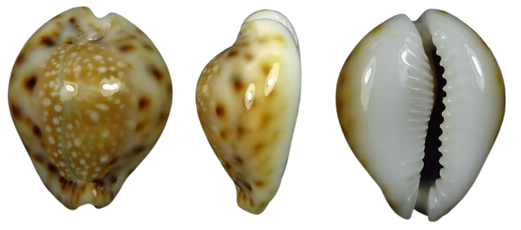 C.lamarckii lamarckii f.phuketensis ' superb form '