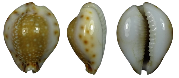 C.lamarckii lamarckii f.phuketensis ' superb form '