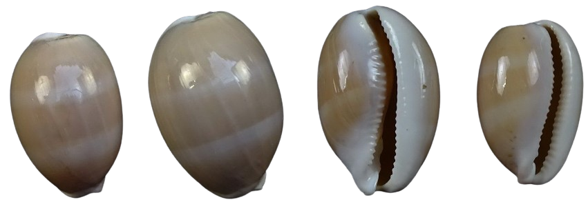 C.cinerea cinerea ' subadult '