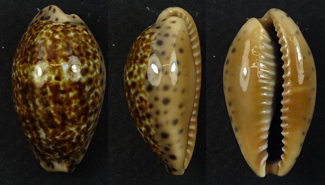 C.annettae annettae ' very nice '