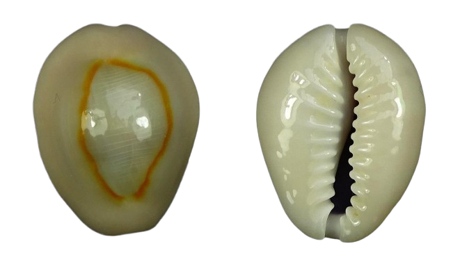 C.annulus annulus ' superb '