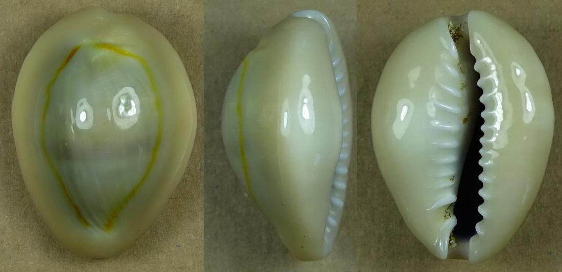 C.annulus annulus ' superb very big '