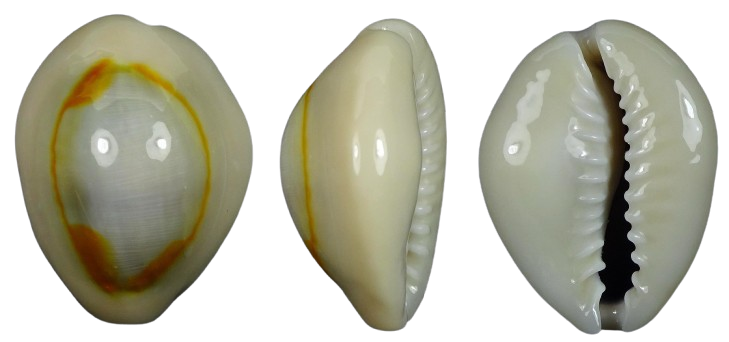 C.annulus annulus ' superb pattern'