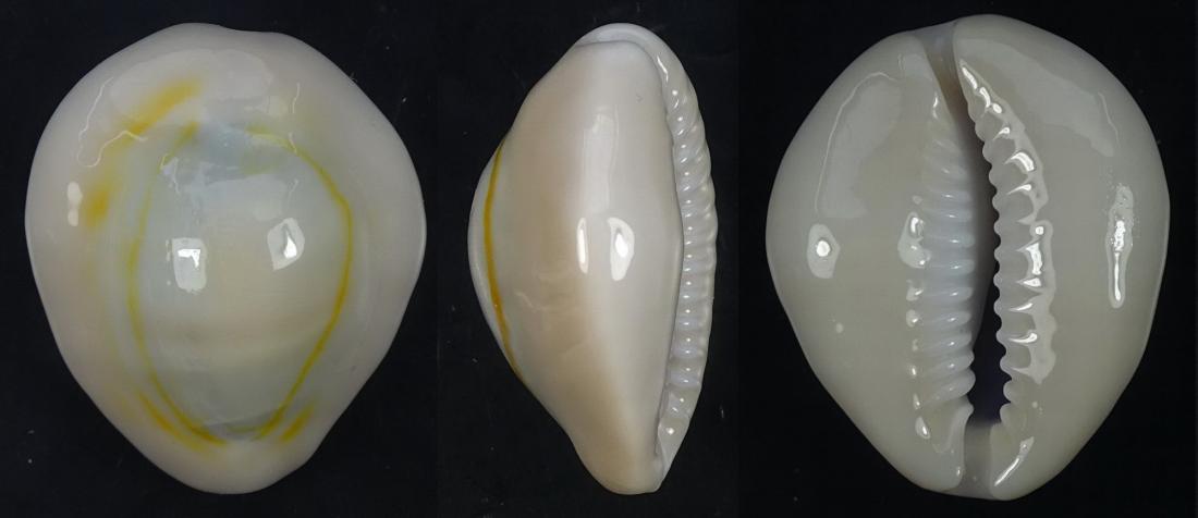 C.annulus annulus f.dilatissima ' superb big '
