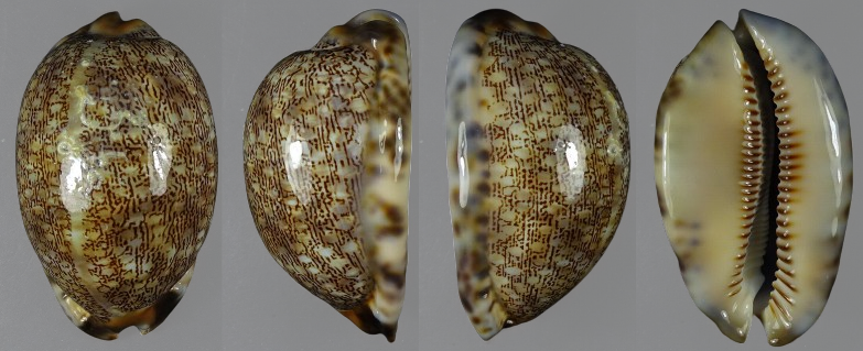 C.arabica arabica ' superb very big '