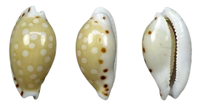 C.astary astary ' superb '