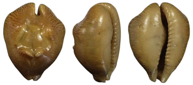 C.barycypraea caputviperae
