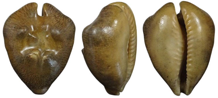 C.barycypraea caputviperae