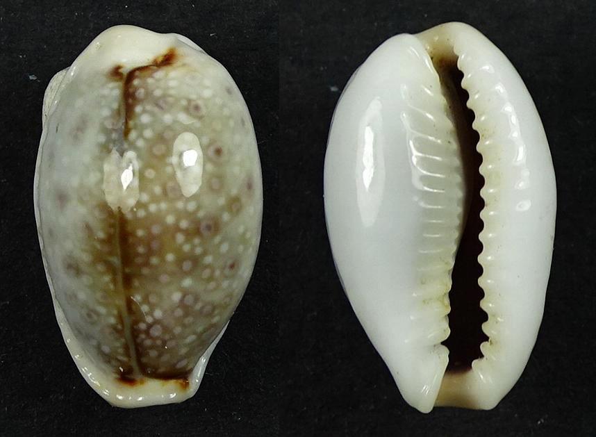 C.boivinii boivinii ' superb dwarf '