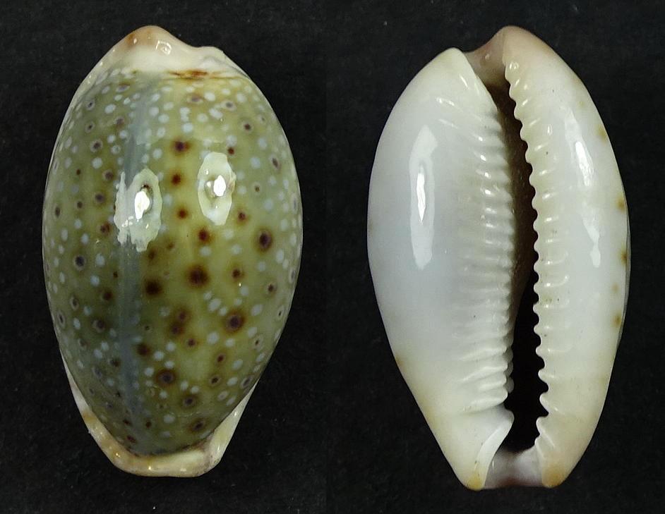 C.boivinii boivinii ' superb '