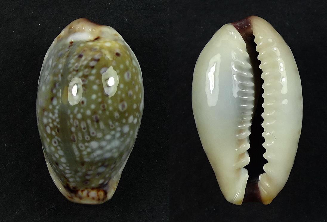 C.boivinii boivinii ' superb '