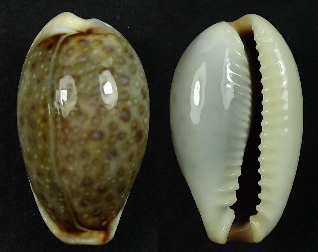 C.boivinii boivinii ' superb '