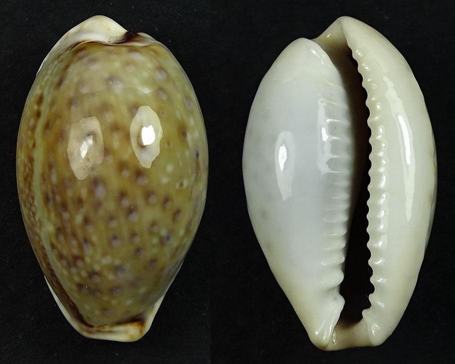 C.boivinii boivinii ' superb '