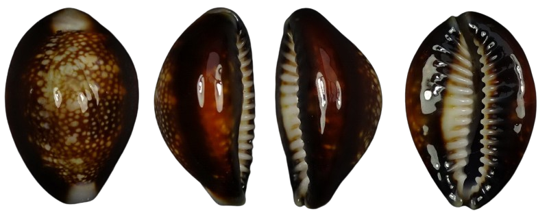 C.caputserpentis caputserpentis ' fantastic '