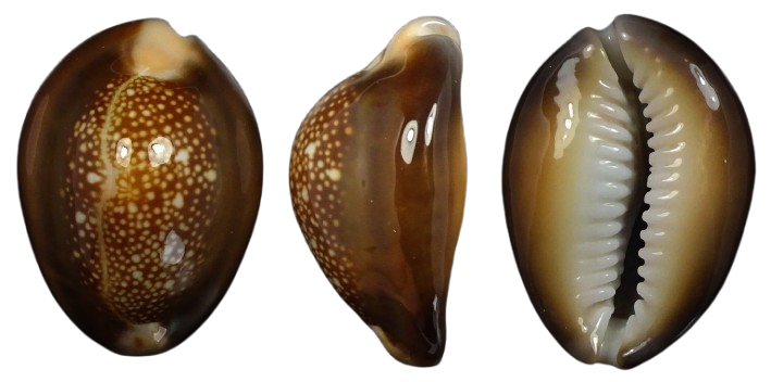 C.caputserpentis caputserpentis ' superb '