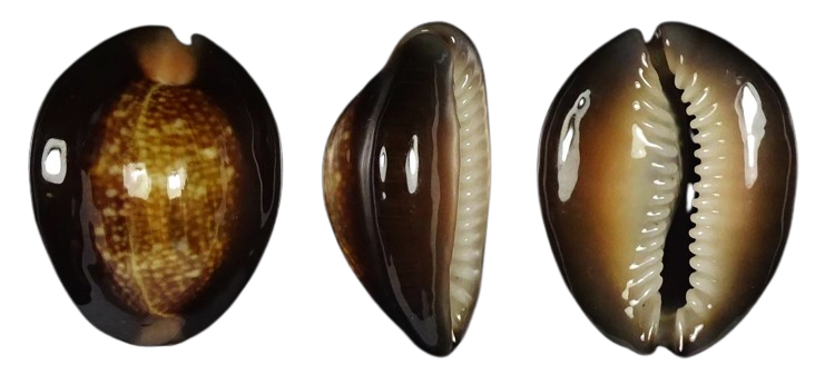C.caputserpentis caputserpentis ' superb pattern '