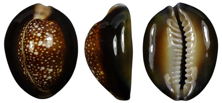 C.caputserpentis caputserpentis ' superb '