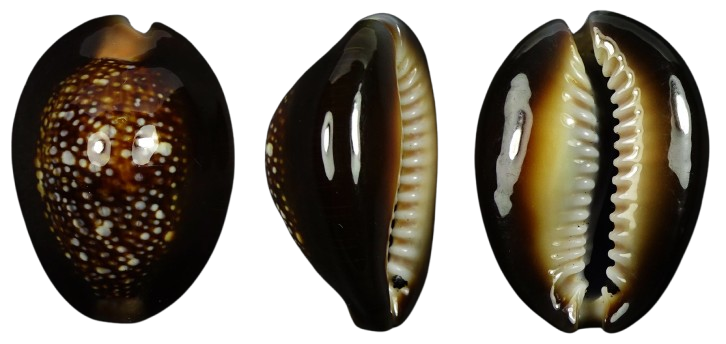 C.caputserpentis caputserpentis ' superb '