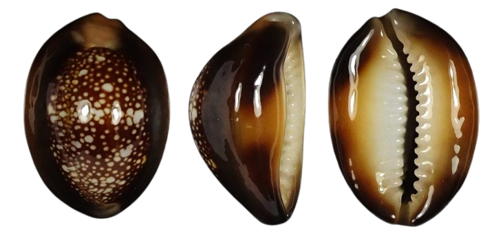 C.caputserpentis caputserpentis f.aruni ' superb color '