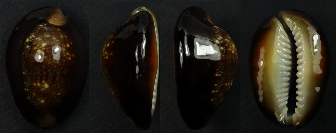 C.caputserpentis caputserpentis ' superb monster '