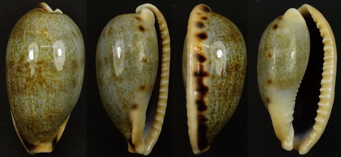 C.caurica elongata ' superb '