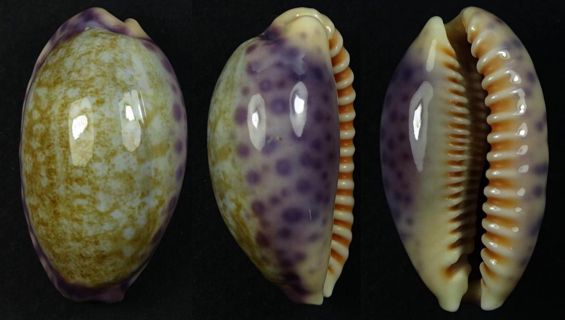 C.chinensis chinensis ' superb color '