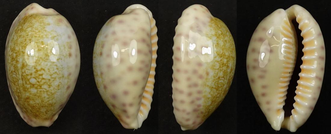 C.chinensis variolaria ' superb '