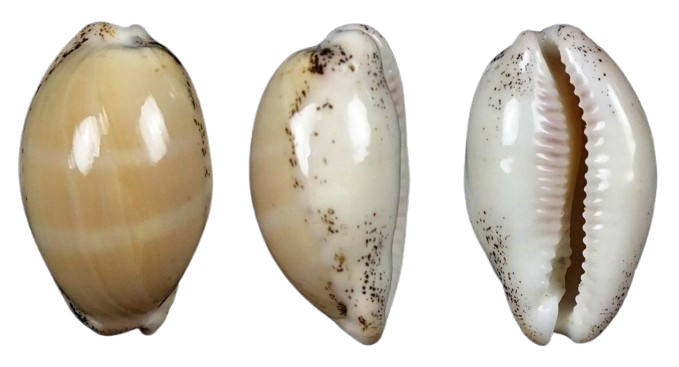 C.cinerea cinerea ' superb '