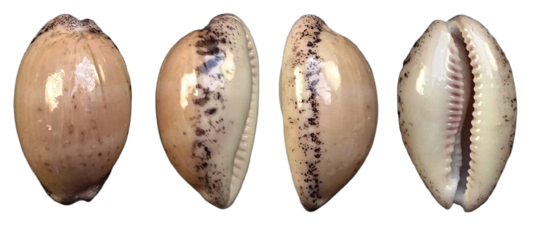 C.cinerea cinerea ' superb '