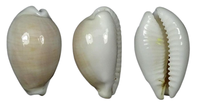 C.clandestina moniliaris f candida ' superb '