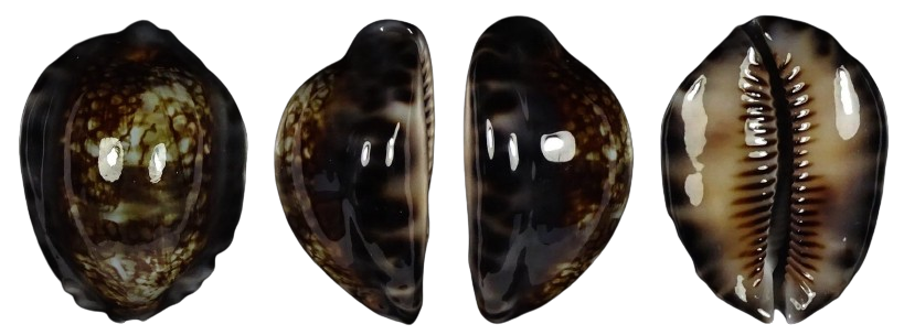 C.depressa depressa ' fantastic '