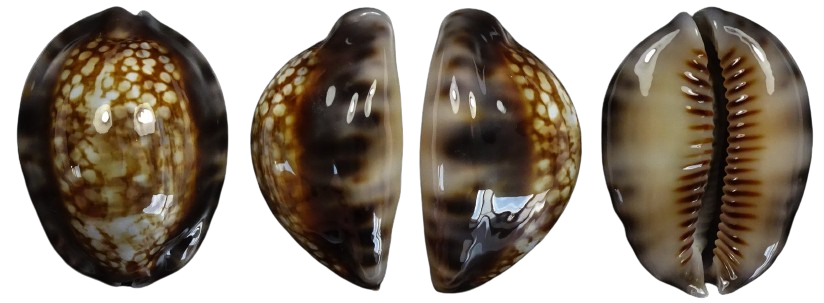 C.depressa dispersa ' superb '