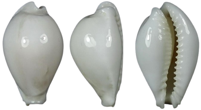 C.eburnea eburnea ' very nice '