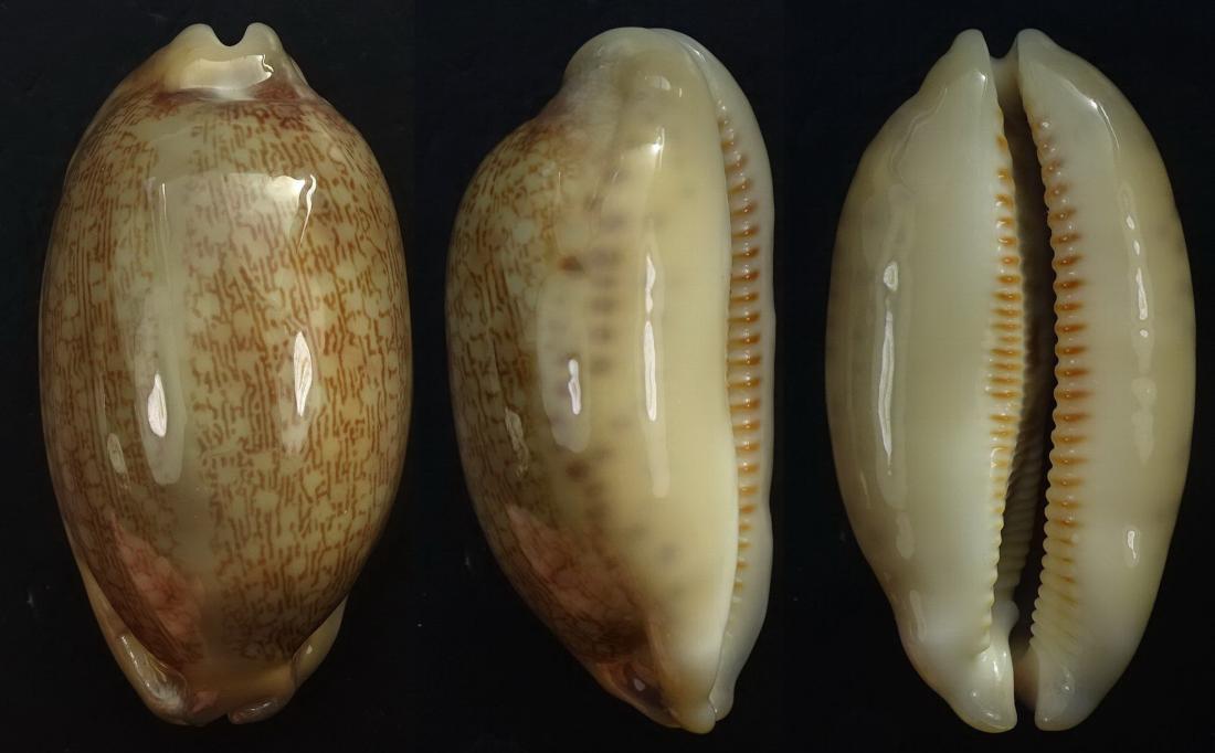 C.eglantina eglantina ' superb rostrate '