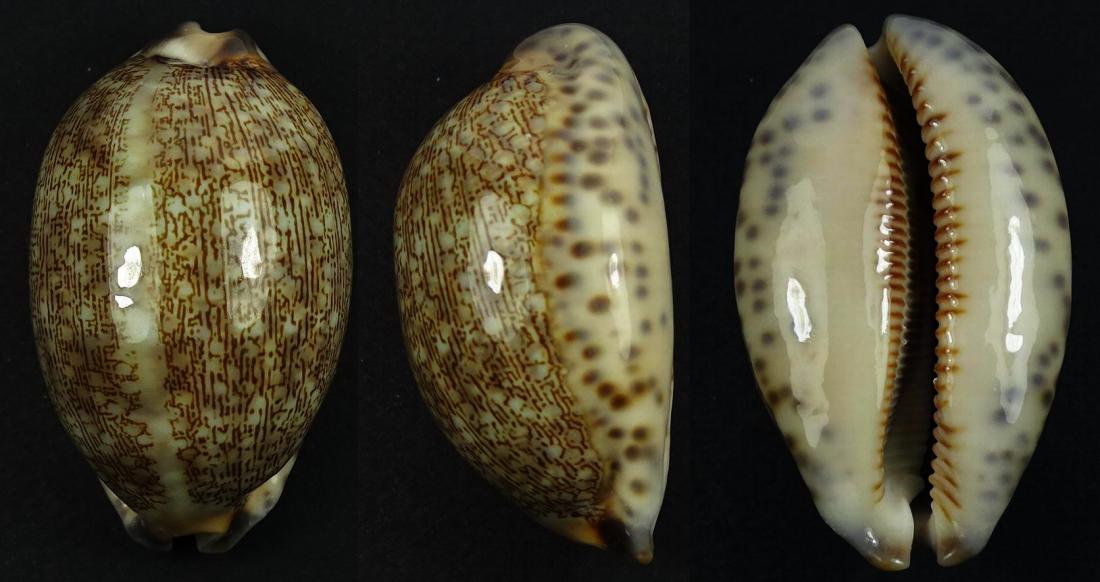 C.eglantina eglantina ' superb '