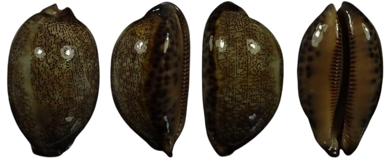 C.eglantina eglantina ' superb dark big '