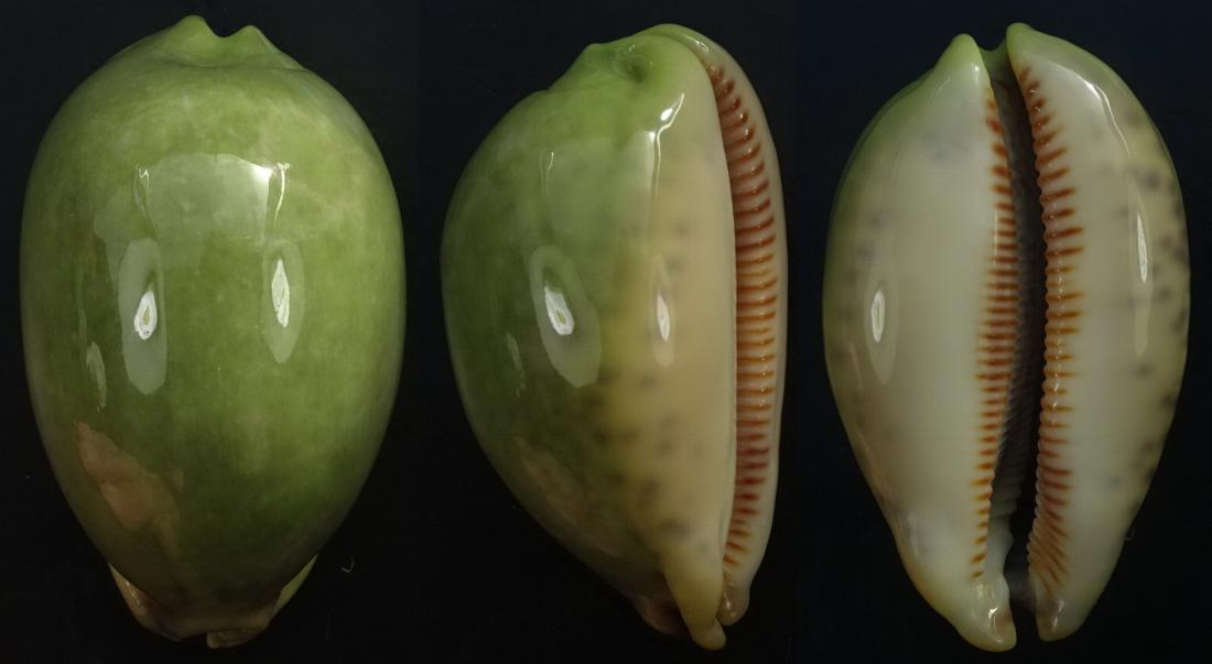 C.eglantina eglantina ' superb green '