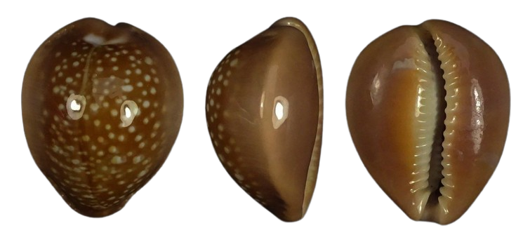 C.englerti englerti ' superb '