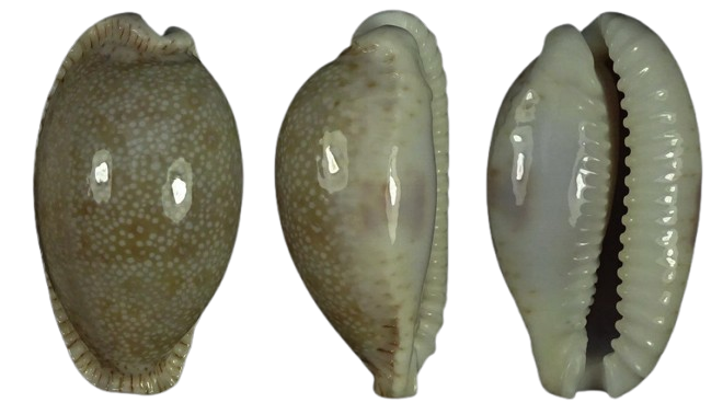 C.erosa chlorizans ' superb big '