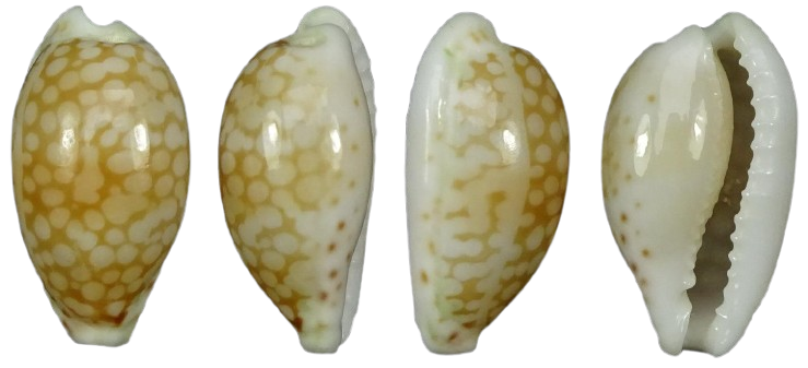 C.esontropia esontropia ' superb '