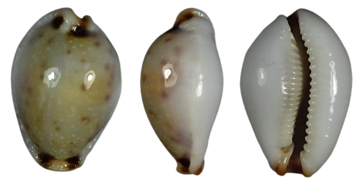 C.gangranosa gangranosa f.rentsii ' superb big '