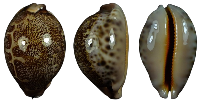 C.geographica geographica ' superb '