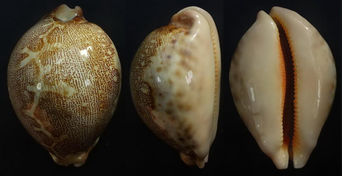 C.geographica geographica ' superb ball shape '